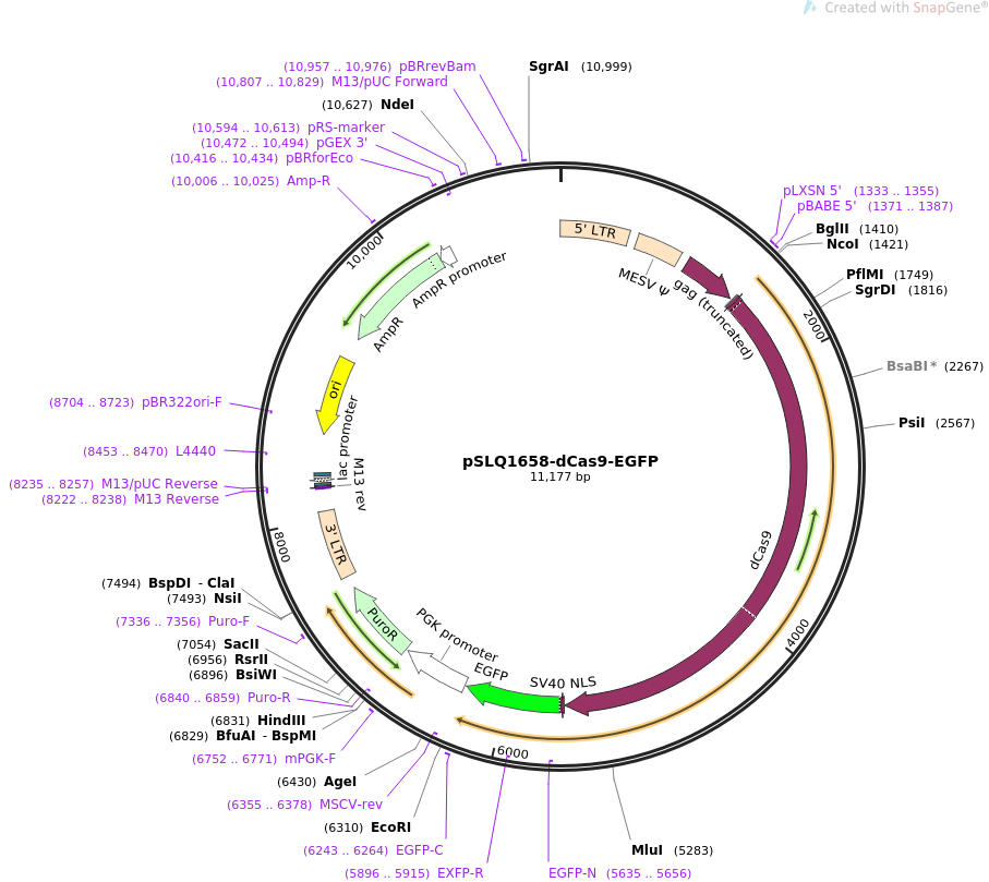 pSLQ1658-dCas9-EGFP质粒图谱
