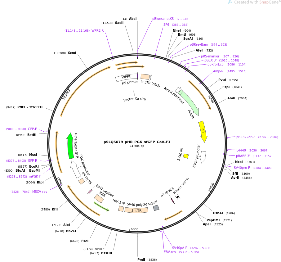 pSLQ5079_pHR_PGK_sfGFP_CoV-F1载体图谱