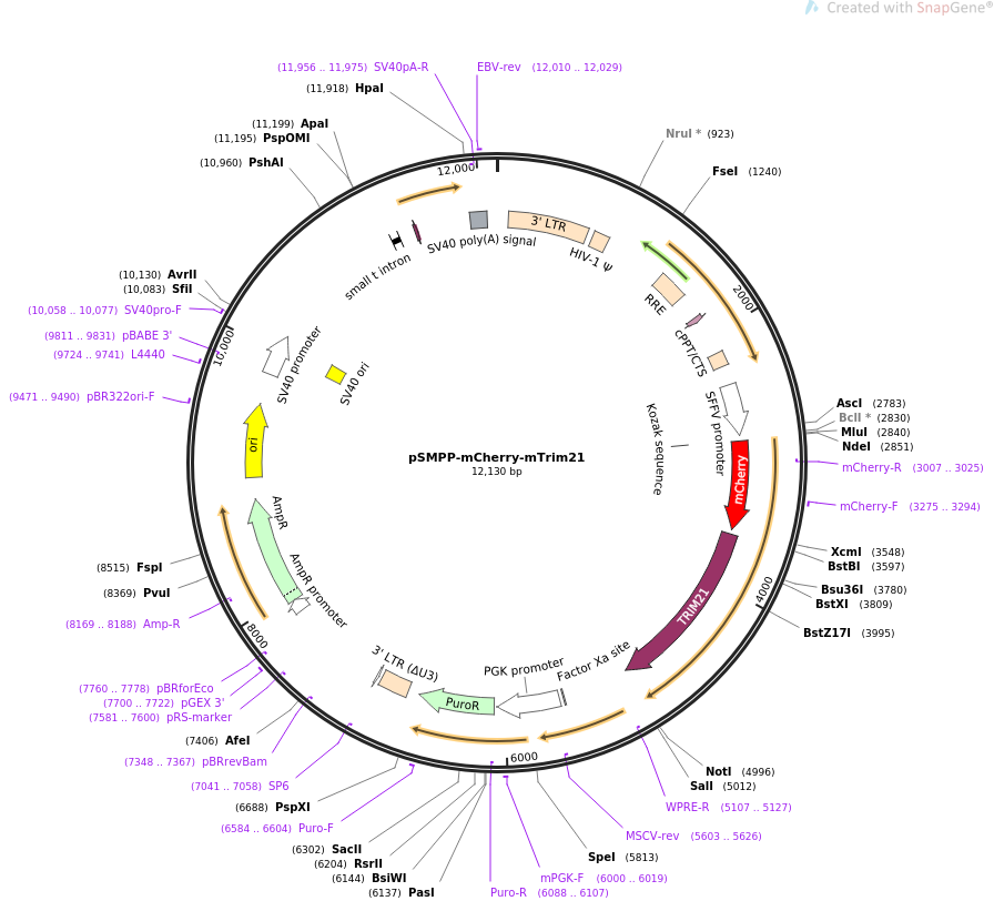 pSMPP-mCherry-mTrim21质粒图谱