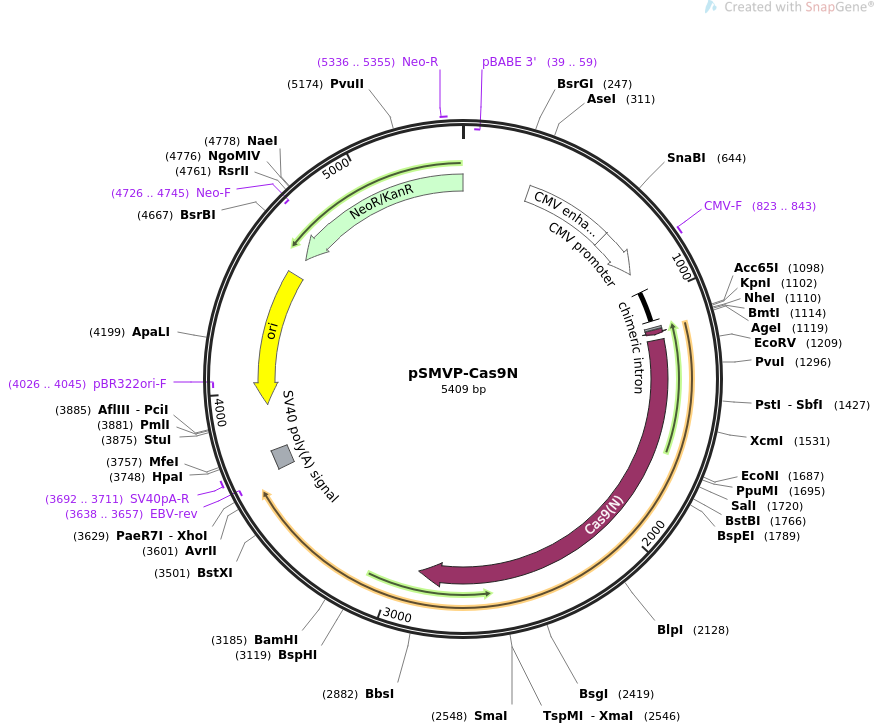 pSMVP-Cas9N质粒图谱