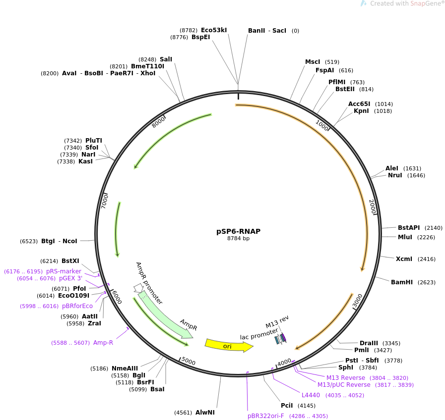 pSP6-RNAP质粒图谱