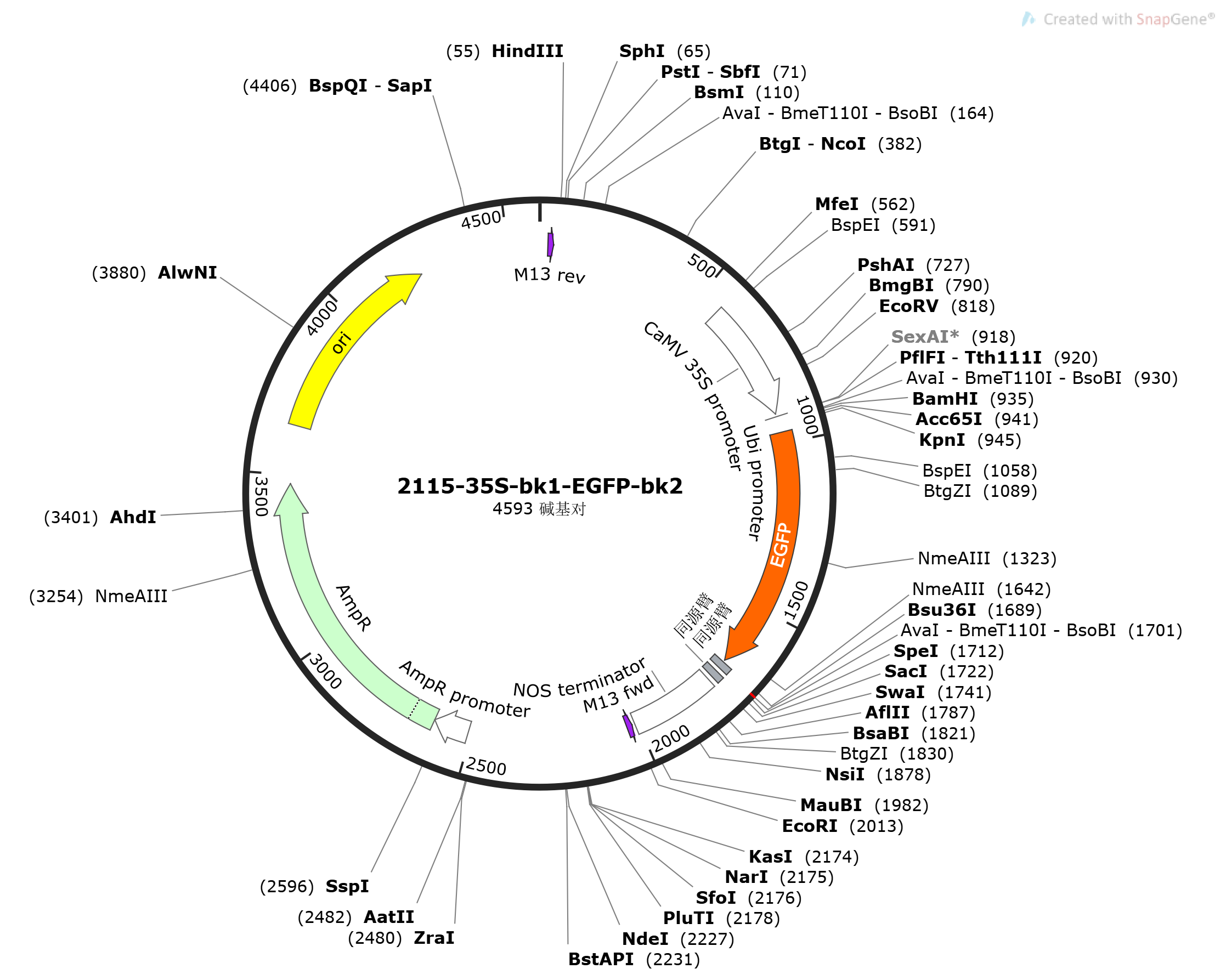 pSPYCE35S-bk1-EGFP-bk2载体图谱