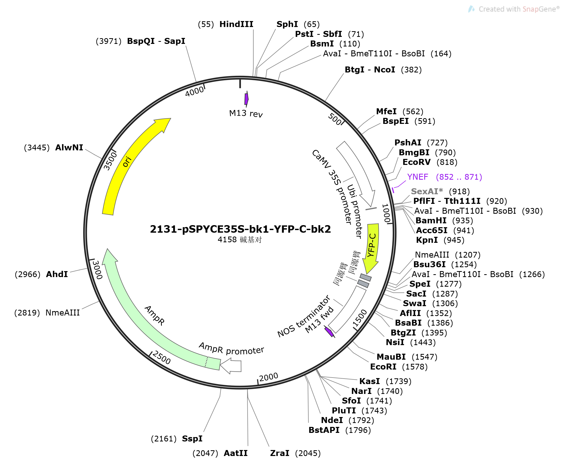 pSPYCE35S-bk1-YFP-C-bk2载体图谱