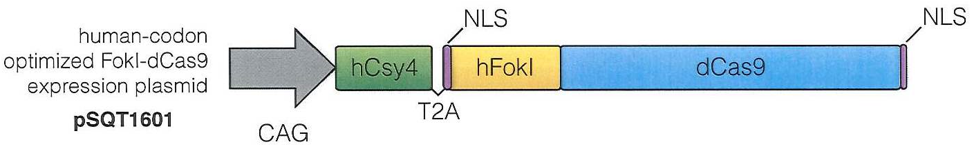 pSQT1601载体图谱