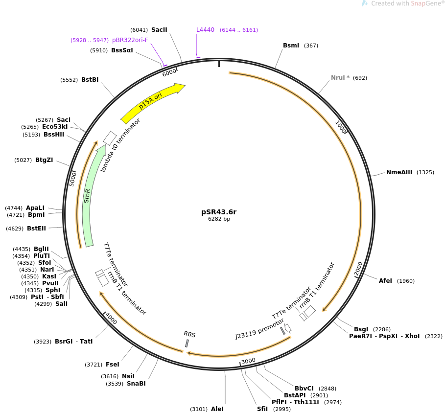 pSR43.6r质粒图谱