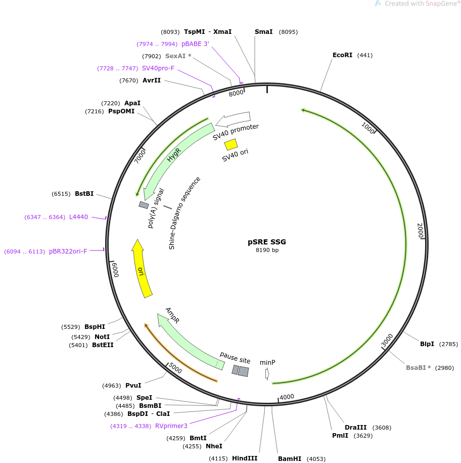 pSRE SSG质粒图谱