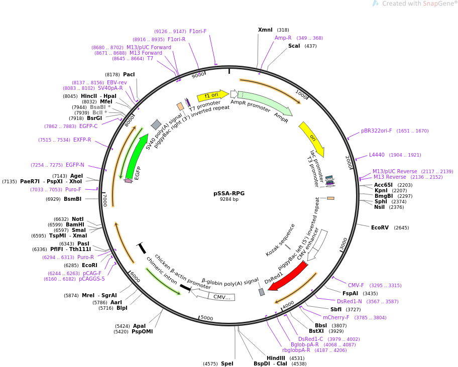 pSSA-RPG质粒图谱