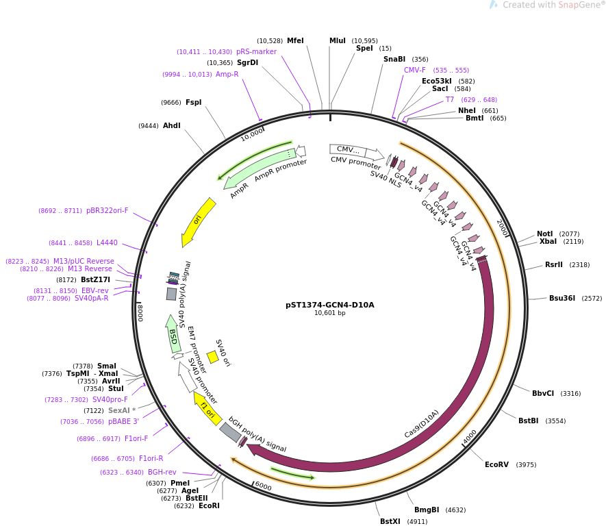 pST1374-GCN4-D10A质粒图谱