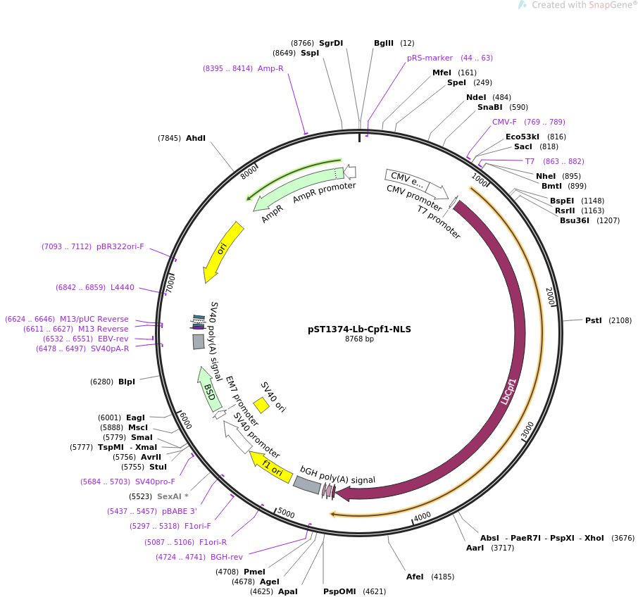 pST1374-Lb-Cpf1-NLS载体图谱