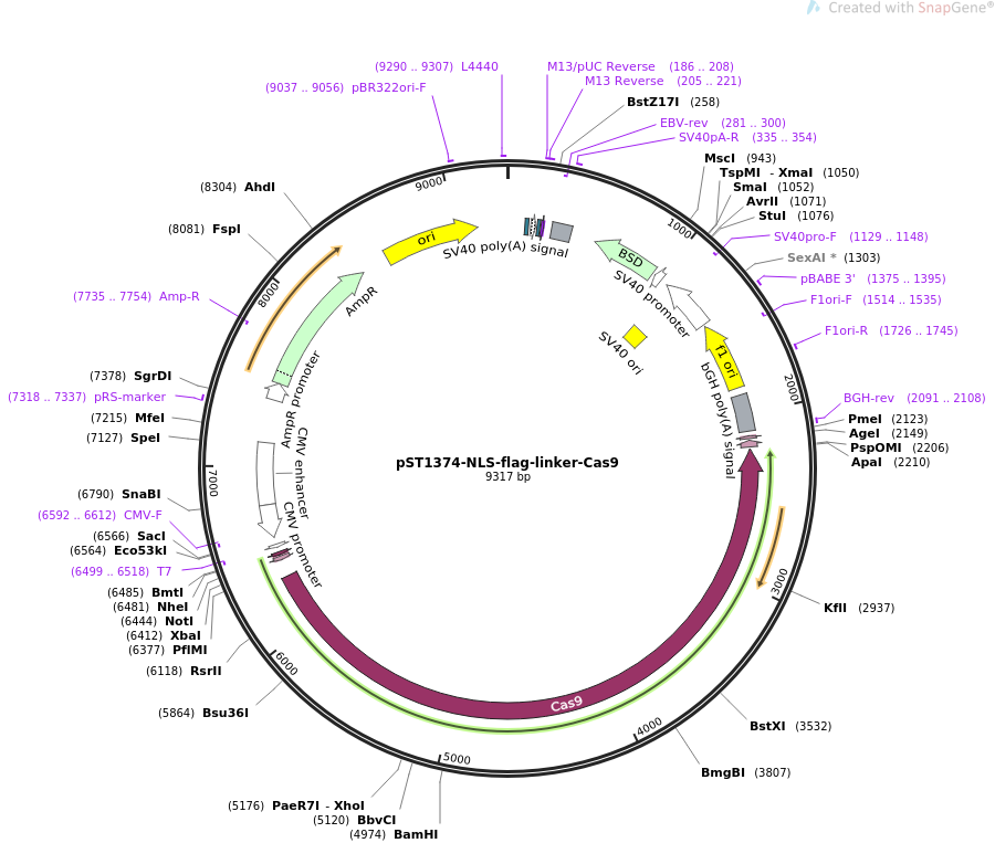 pST1374-NLS-flag-linker-Cas9质粒图谱