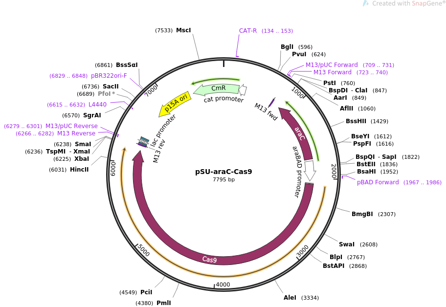 pSU-araC-Cas9载体图谱