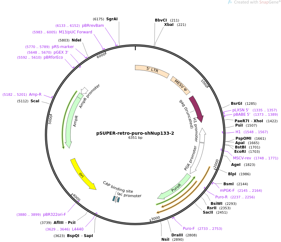 pSUPER-retro-puro-shNup133-2质粒图谱