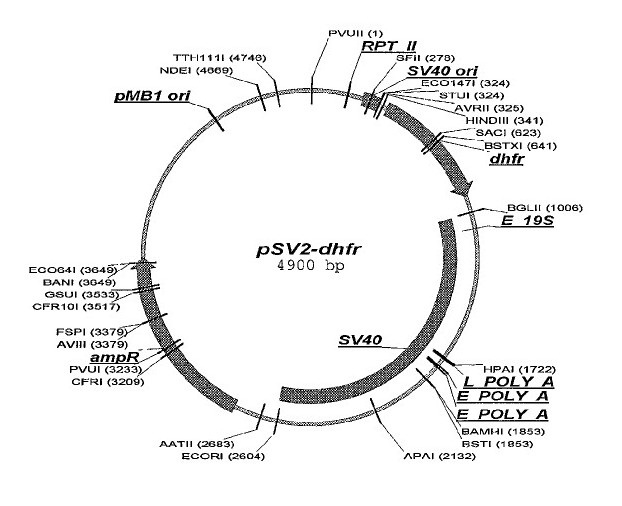 pSV2-DHFR载体图谱