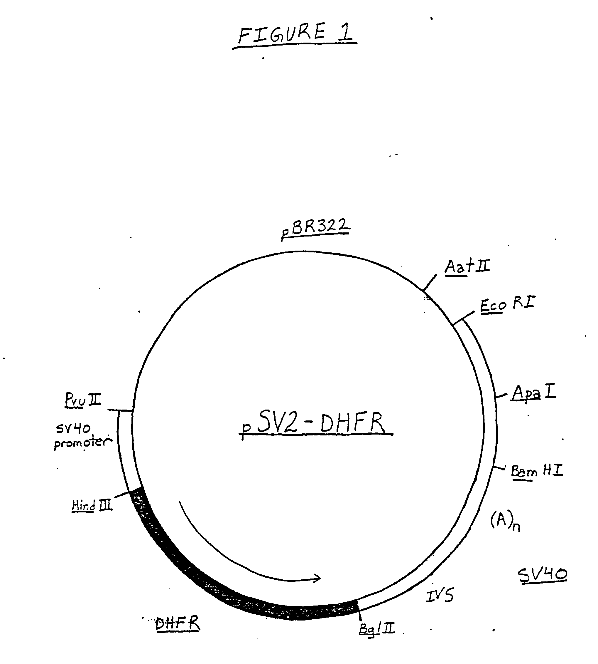 pSV2-DHFR载体图谱