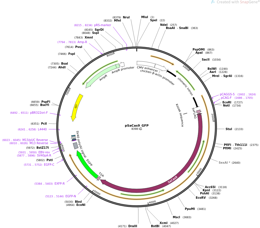 pSaCas9_GFP质粒图谱