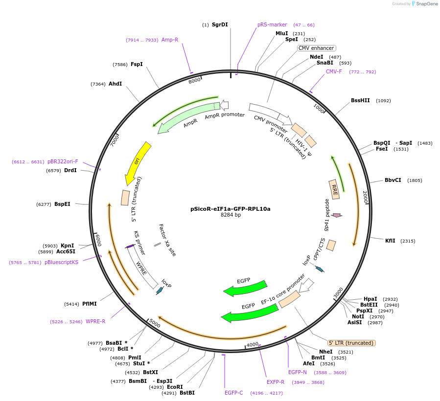 pSicoR-eIF1a-GFP-RPL10a载体图谱