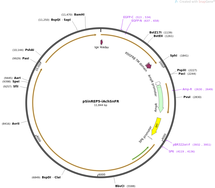 pSinREP5-iAchSnFR载体图谱