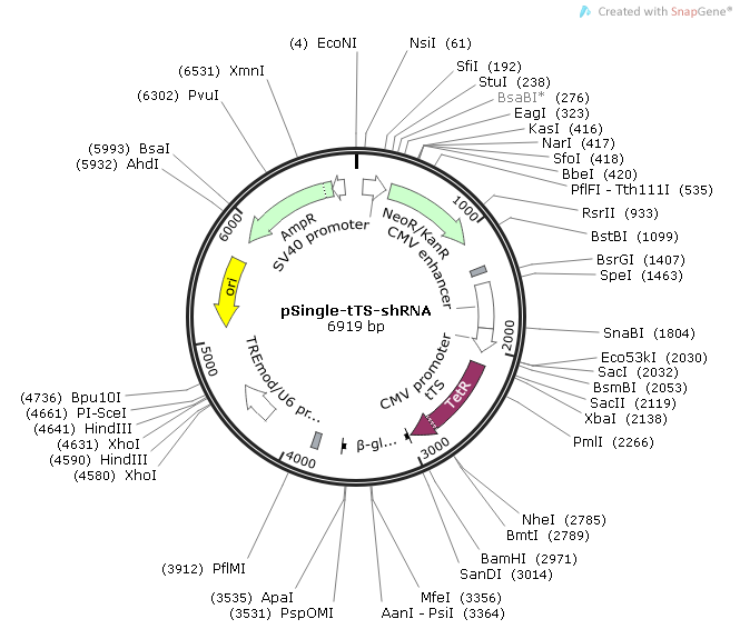 pSingle-tTs-shRNA载体图谱