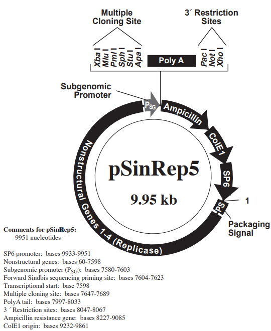 pSinRep5载体图谱
