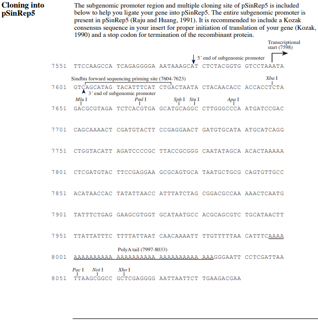 pSinRep5载体图谱