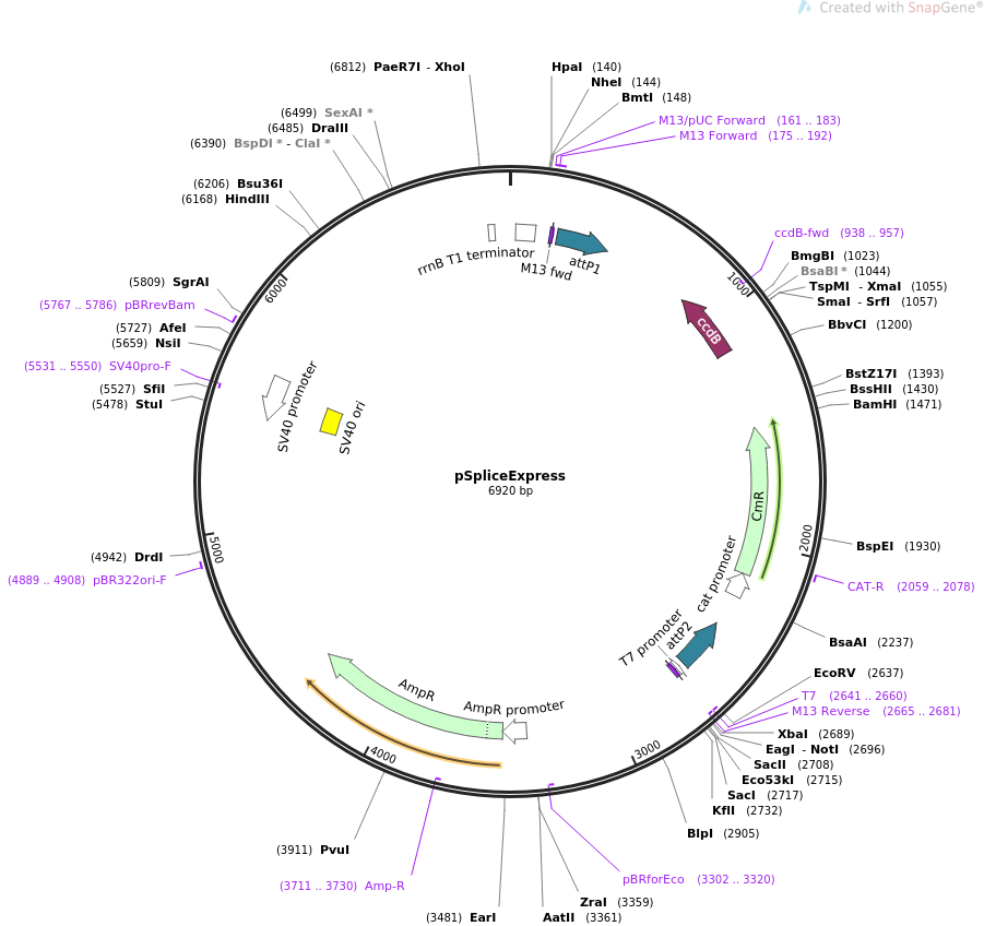 pSpliceExpress质粒图谱