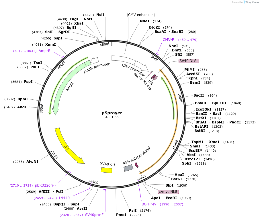 pSprayer载体图谱