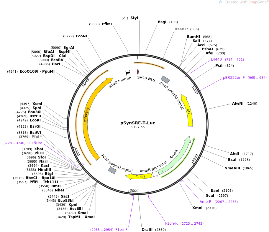 pSynSRE-T-Luc质粒图谱