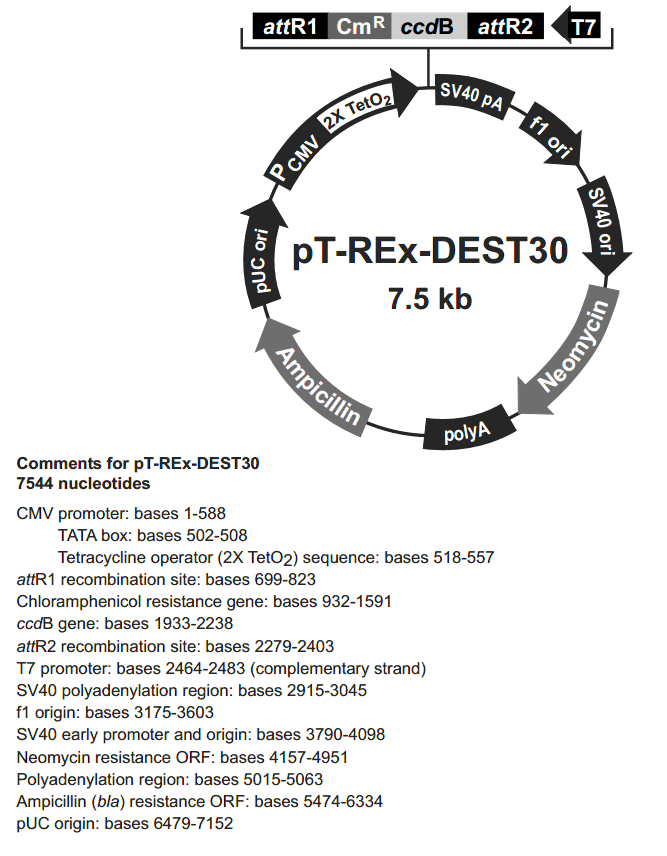 pT-Rex-DEST30载体图谱