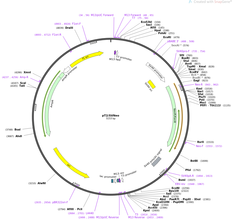 pT2-SVNeo质粒图谱