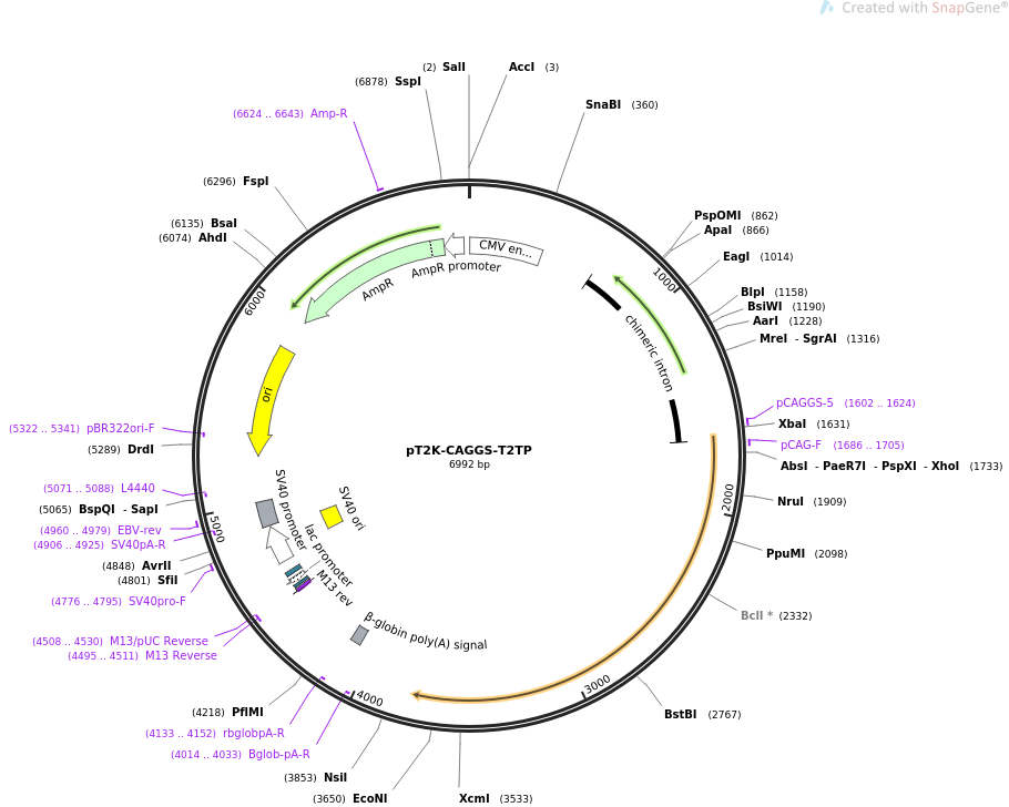 pT2K-CAGGS-T2TP载体图谱