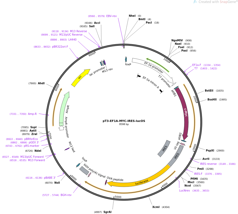 pT3-EF1A-MYC-IRES-lucOS载体图谱