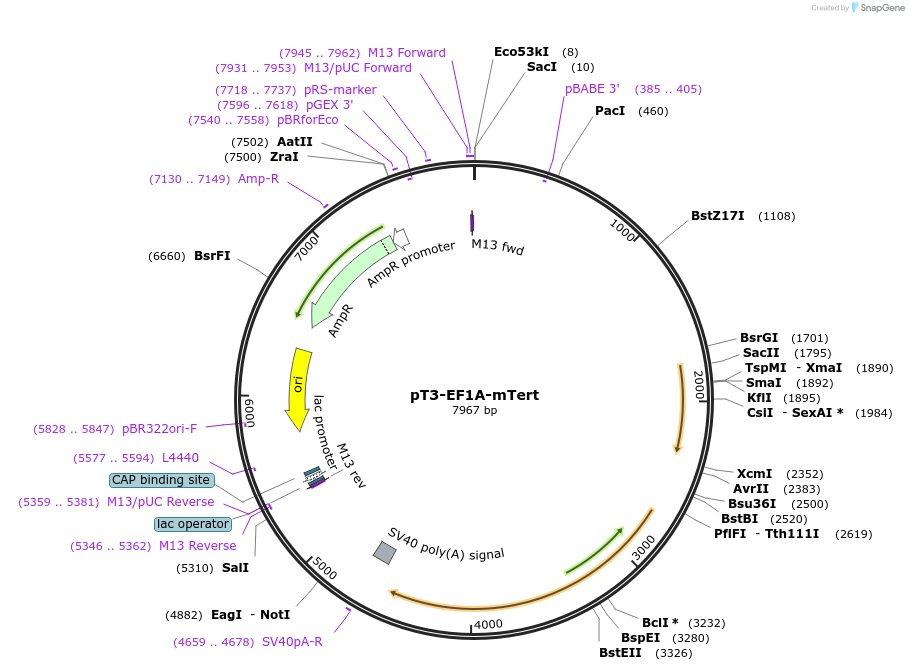 pT3-EF1A-mTert载体图谱