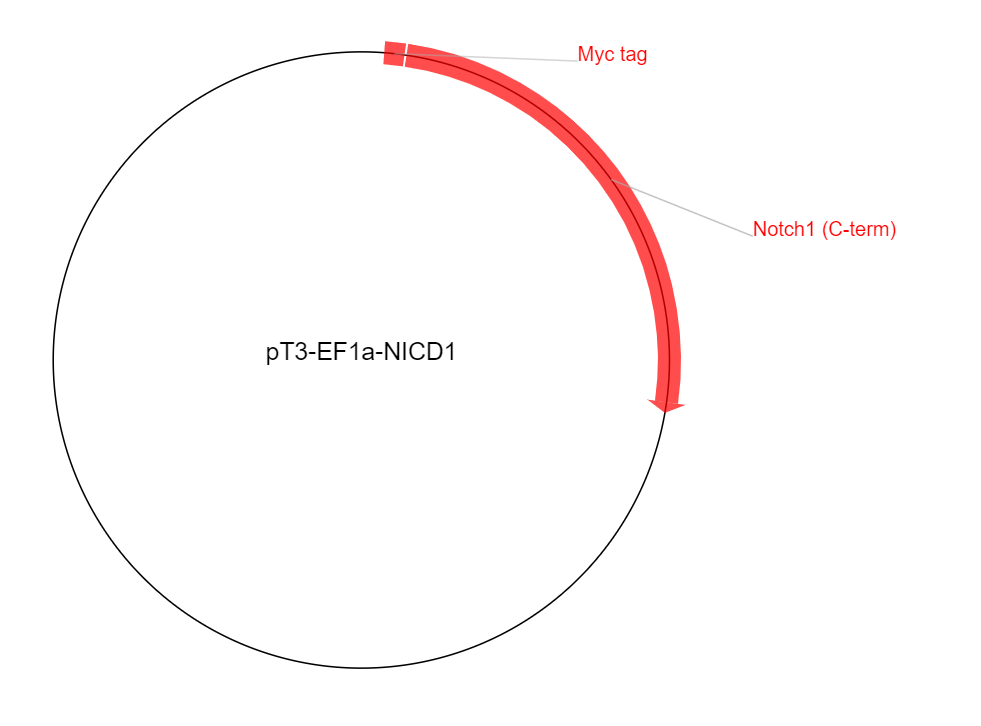 pT3-EF1a-NICD1载体图谱