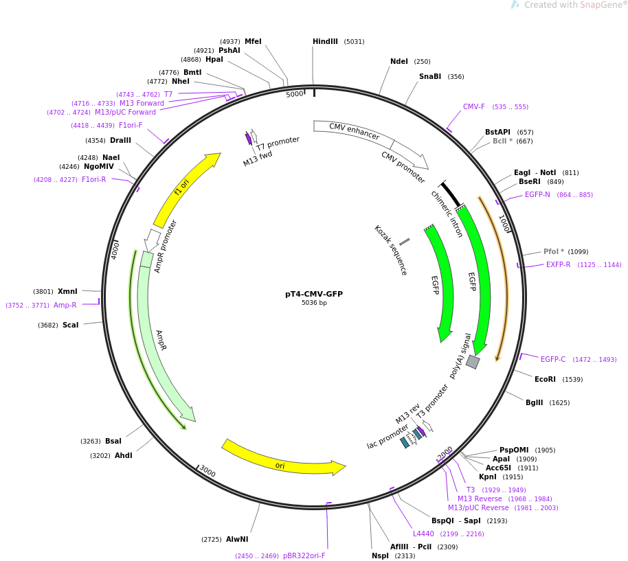 pT4-CMV-GFP载体图谱