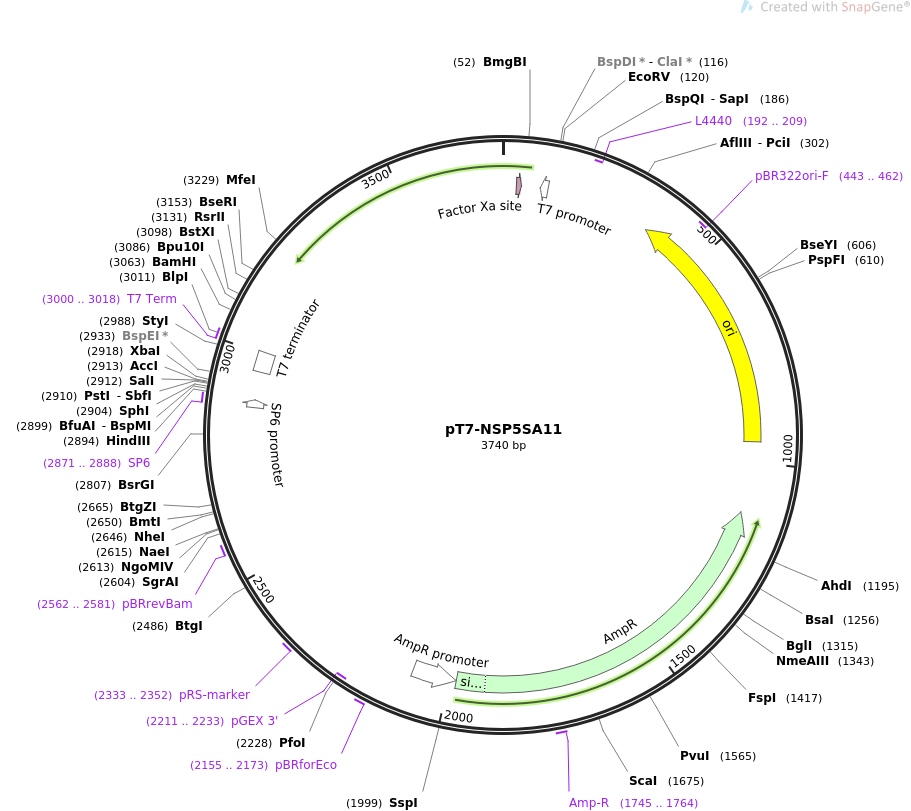 pT7-NSP5SA11载体图谱