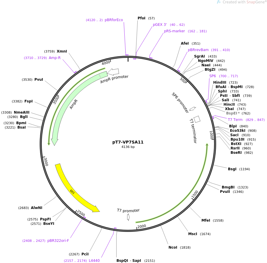 pT7-VP7SA11载体图谱