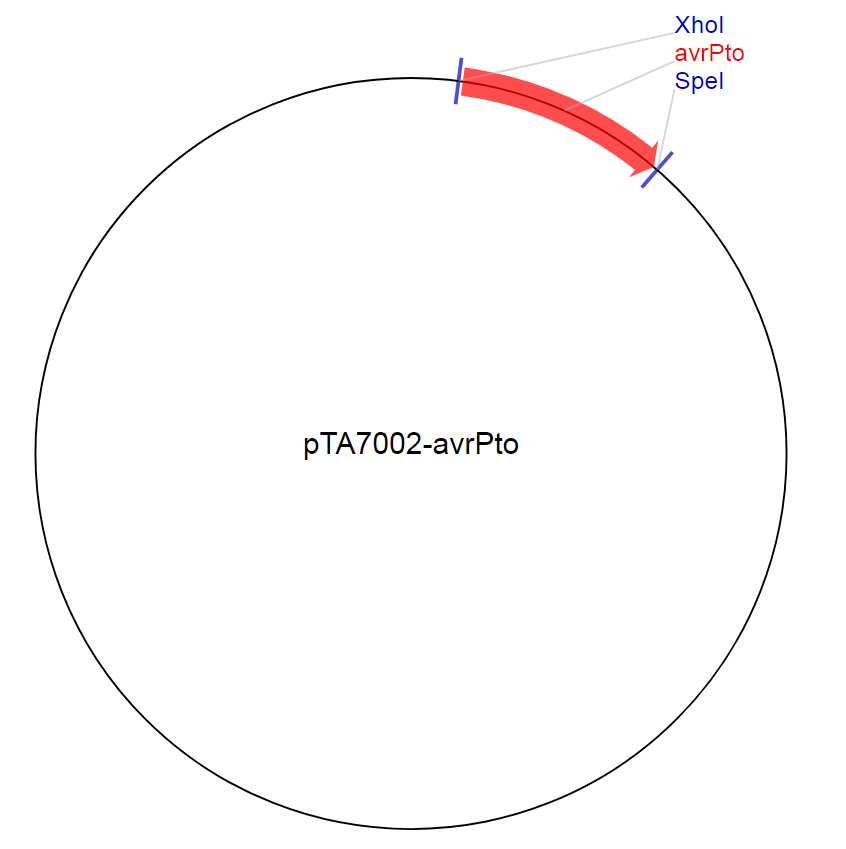 pTA7002-avrPto质粒图谱