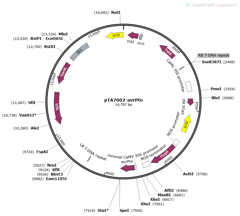 pTA7002-avrPto质粒图谱