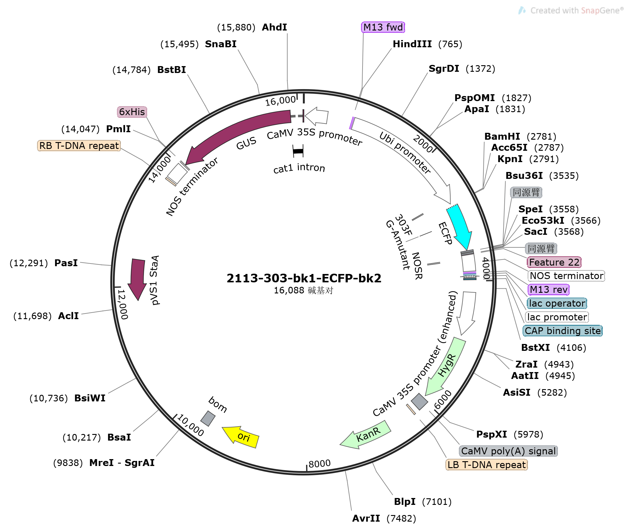 pTCK303-bk1-ECFP-bk2载体图谱