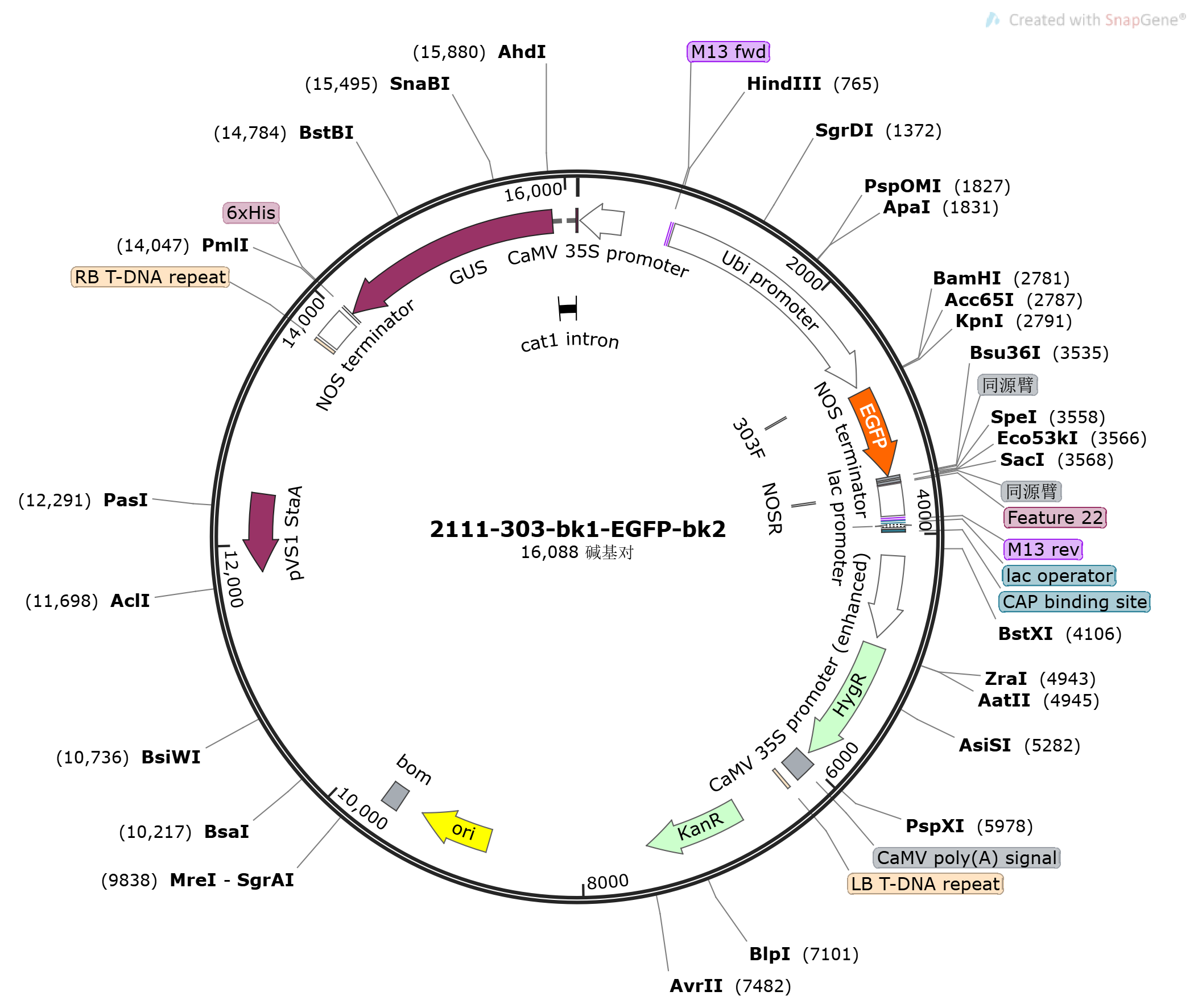 pTCK303-bk1-EGFP-bk2载体图谱