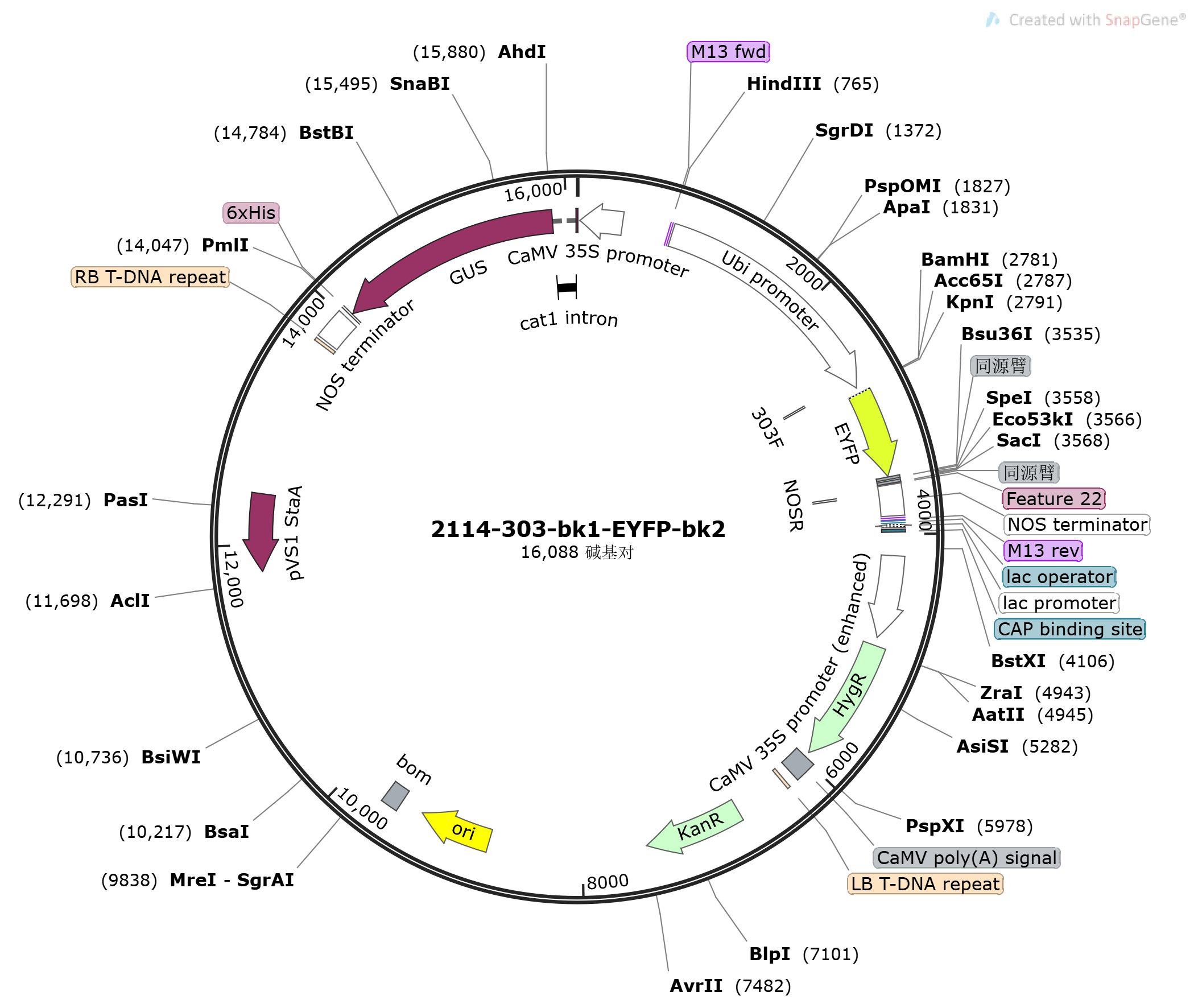 pTCK303-bk1-EYFP-bk2载体图谱