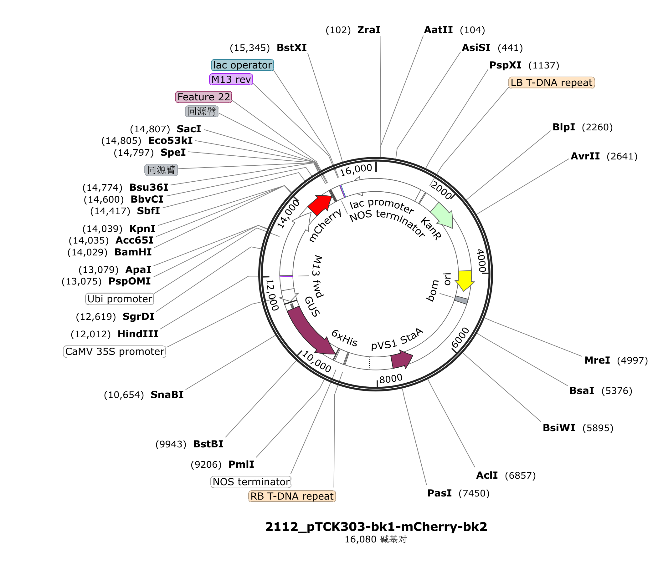pTCK303-bk1-mCherry-bk2载体图谱