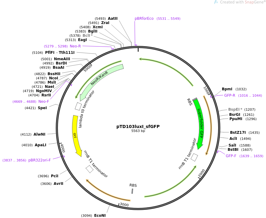 pTD103luxI_sfGFP质粒图谱