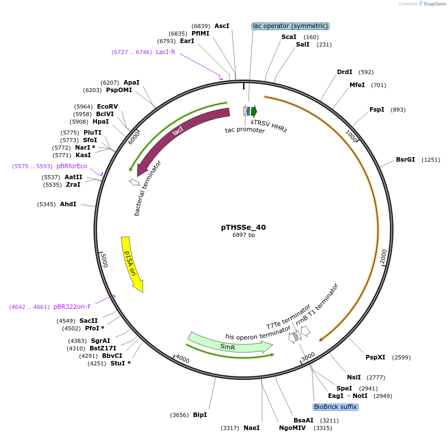 pTHSSe_40载体图谱
