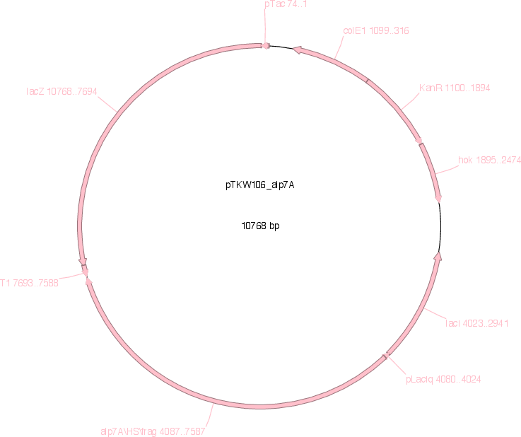 pTKW106alp7A载体图谱