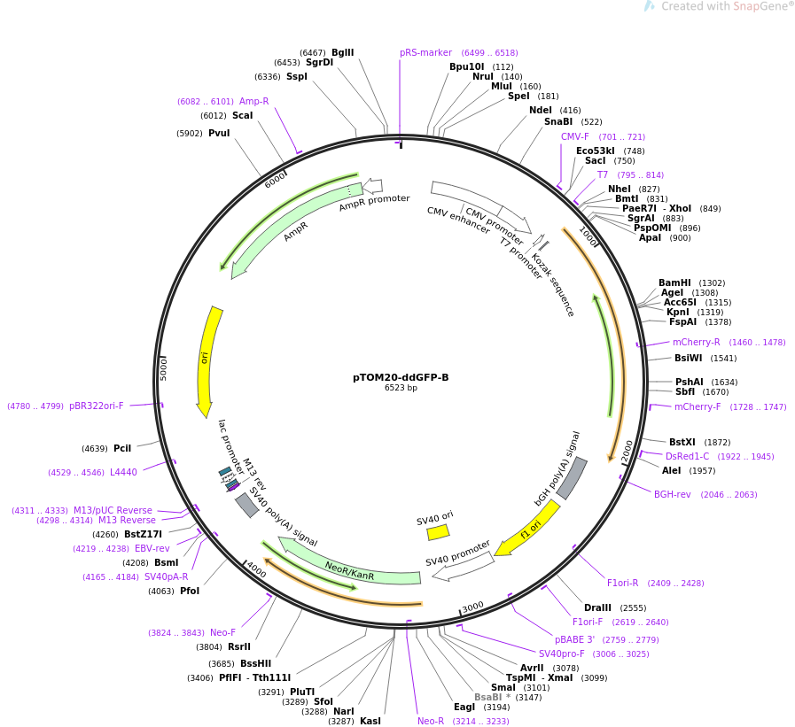 pTOM20-ddGFP-B质粒图谱