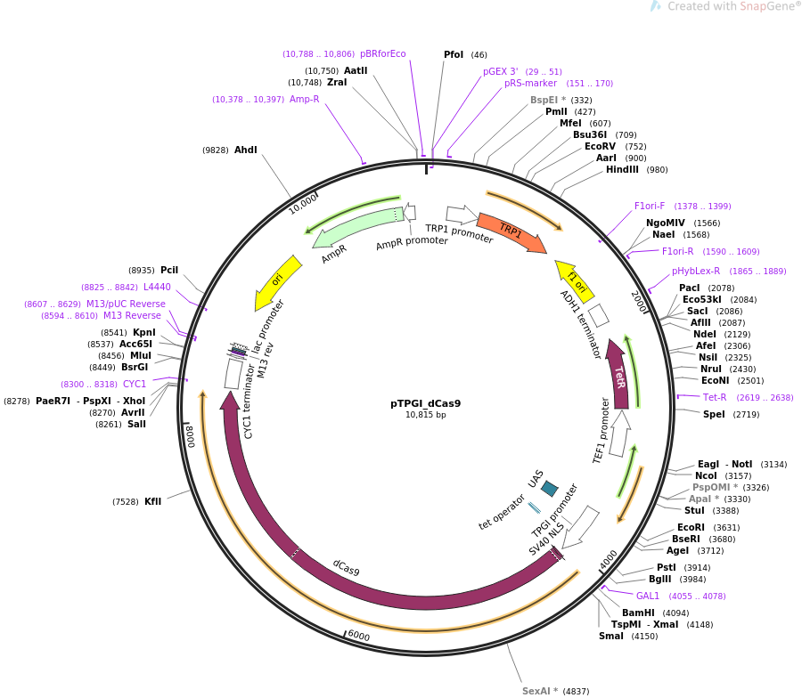 pTPGI_dCas9载体图谱