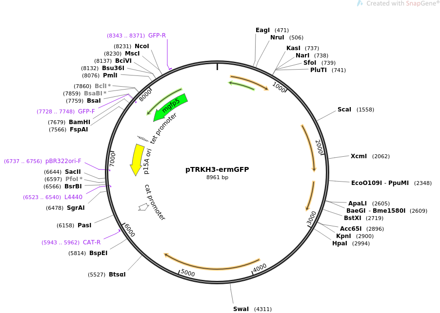 pTRKH3-ermGFP质粒图谱