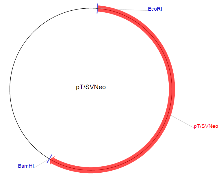 pT/SVNeo载体图谱