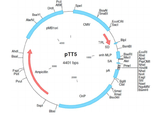 pTT5载体图谱